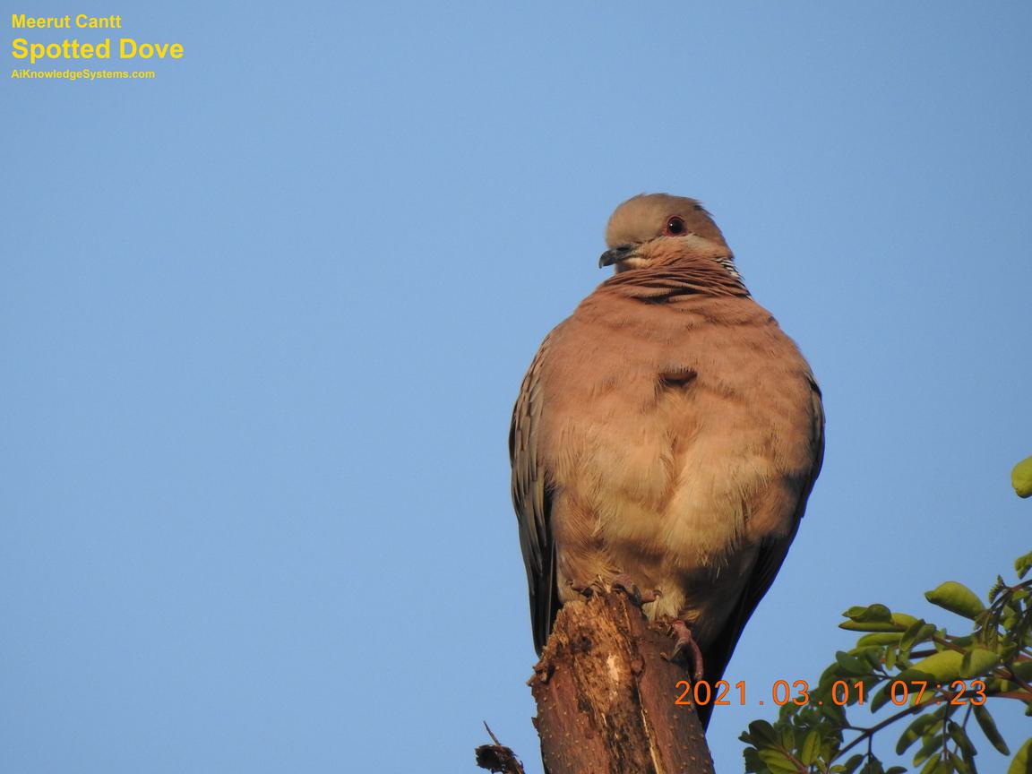 Dove Spotted (79) Coming Soon